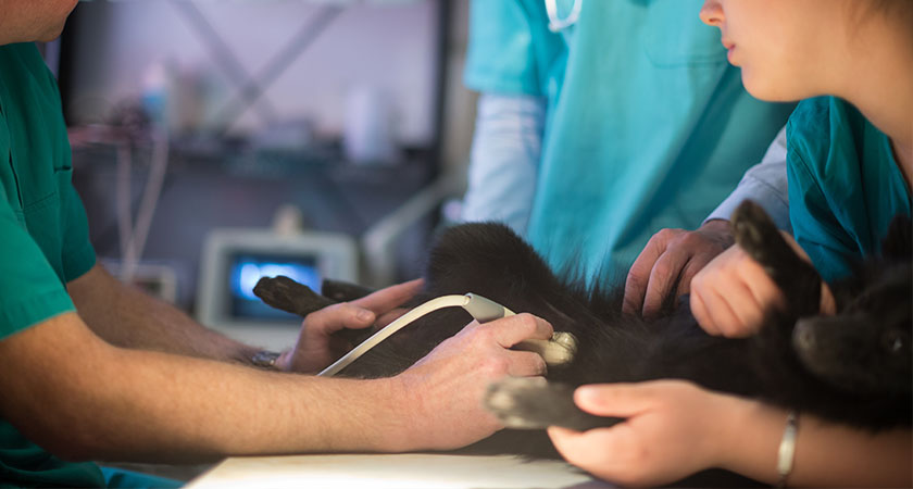  Ultrasound